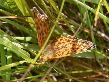 Zilverenmaan220703